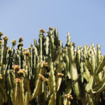 field-cactus